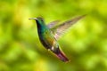 Hummingbird Green-breasted Mango in flight next to pink flower. Wild tropical bird in nature habitat, Costa Rica. Pink bloom with