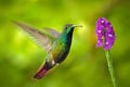 Hummingbird Green-breasted Mango in the fly with light green background and pink flower, Panama