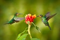 Hummingbird Green-crowned Brilliant, Heliodoxa jacula, green bird from Costa Rica flying next to beautiful red flower with clear b Royalty Free Stock Photo