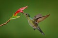 Hummingbird Green-crowned Brilliant, Heliodoxa jacula, green bird from Costa Rica flying next to beautiful red flower with clear Royalty Free Stock Photo