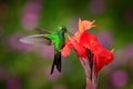 Hummingbird Green-crowned Brilliant , Heliodoxa jacula, flying next to beautiful orange red flower with ping boom in the backgroun Royalty Free Stock Photo