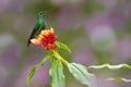 Hummingbird Green-crowned Brilliant , Heliodoxa jacula, flying next to beautiful pink flower with ping flowers in the background,