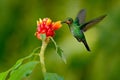 Hummingbird Green-crowned Brilliant, Heliodoxa jacula, green bird from Costa Rica flying next to beautiful red flower with clear b