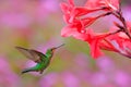 Hummingbird Green-crowned Brilliant, Heliodoxa jacula, green bird from Costa Rica flying next to beautiful red flower with pink bl