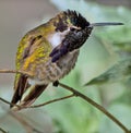 A Hummingbird with green feathers and a dark beak sitting on a branch.