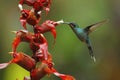 Hummingbird Green Hermit, Phaethornis guy, flying next to beautiful red flower with green forest background, La Paz, Cordillera de