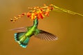 Hummingbird Green Violet-ear, Colibri thalassinus, drinks nectar Royalty Free Stock Photo