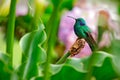 Hummingbird Green Violet-ear, Colibri thalassinus, with green and ping flowers in natural habitat, bird from mountain tropical for Royalty Free Stock Photo