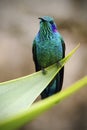 Hummingbird Green Violet-ear, Colibri thalassinus, Savegre, Costa Rica Royalty Free Stock Photo