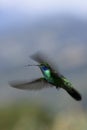 Hummingbird hanging in the air