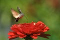 Hummingbird Hawk-moth