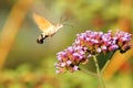 Hummingbird hawk-moth