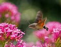 Hummingbird Hawk-moth