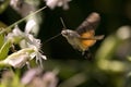 Hummingbird Hawk-moth Royalty Free Stock Photo