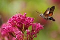 Hummingbird Hawk-moth butterfly in flight