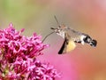 Hummingbird Hawk-moth butterfly in flight