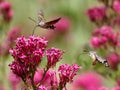 Hummingbird Hawk-moth butterfly in flight