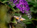Hummingbird hawk-moth collecting nectar from flowers Royalty Free Stock Photo