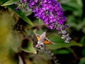 Hummingbird hawk-moth collecting nectar from flowers Royalty Free Stock Photo