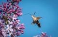 Hummingbird hawk-moth feeding on blossoms of lilac