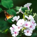 hummingbird hawk-moth flies over a white flower and drinks nectar Royalty Free Stock Photo