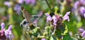 Hummingbird hawk-moth in flight and a dead-nettles
