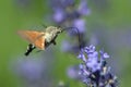 A Hummingbird Hawk-moth in flight, sucking nectar from a violet Levander. Royalty Free Stock Photo
