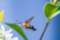 hummingbird hawk-moth on flower. Macroglossum stellatarum hovering over flower while preparing its long proboscis to collect Royalty Free Stock Photo