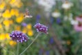 hummingbird hawk moth flying around a clustertop vervain blossom to get some food