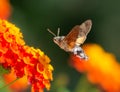 Hummingbird hawk-moth flying to a lantana flower Royalty Free Stock Photo