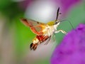 Hummingbird hawk-moth flying to a lantana flower Royalty Free Stock Photo