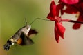 Hummingbird Hawk-moth geranium nectar Royalty Free Stock Photo