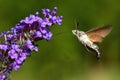 The hummingbird hawk-moth hovering above the flower Royalty Free Stock Photo