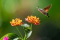 Hummingbird hawk-moth