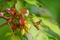 Hummingbird hawk-moth hunt for flower nectar Royalty Free Stock Photo