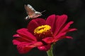 Hummingbird hawk moth, Kazakhstan. Royalty Free Stock Photo