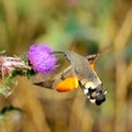 Hummingbird hawk-moth (Macr Royalty Free Stock Photo
