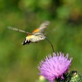 Hummingbird hawk-moth (Macr Royalty Free Stock Photo