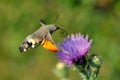 Hummingbird hawk-moth (Macr