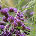 An hummingbird hawk-moth Macroglossum stellatarum feeding nectar from woolly thistle flower Royalty Free Stock Photo