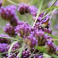 An hummingbird hawk-moth Macroglossum stellatarum feeding nectar from woolly thistle flower Royalty Free Stock Photo