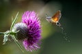 N hummingbird hawk-moth Macroglossum stellatarum feeding nectar Royalty Free Stock Photo