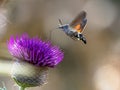 N hummingbird hawk-moth Macroglossum stellatarum feeding nectar Royalty Free Stock Photo