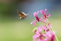 Hummingbird hawk-moth Macroglossum stellatarum feeding on pink f