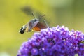 Hummingbird hawk-moth Macroglossum stellatarum feeding on pink flowers Royalty Free Stock Photo