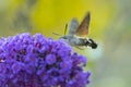 Hummingbird hawk-moth Macroglossum stellatarum feeding on pink flowers Royalty Free Stock Photo