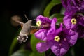 Hummingbird hawk-moth feeding on violet flowers