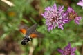 Hummingbird hawk-moth (Macroglossum stellatarum) Royalty Free Stock Photo