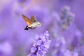 The hummingbird hawk-moth Macroglossum stellatarum Royalty Free Stock Photo