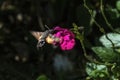 Hummingbird hawk moth  Macroglossum stellatarum Royalty Free Stock Photo